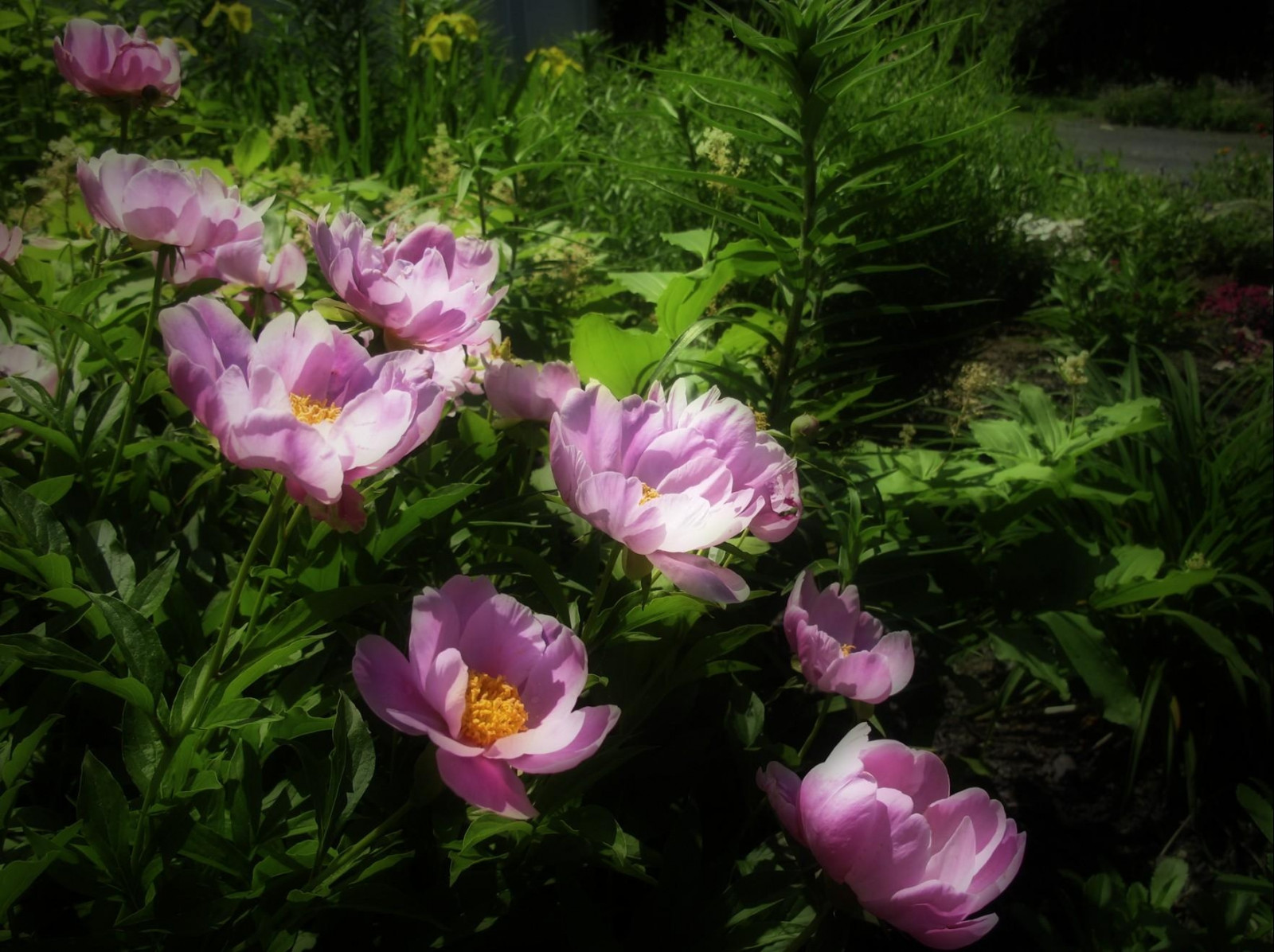 giardino, leggero, fiore, pianta, flora, petalo, peonia, letto di fiori, botanica, impianto di terra, pianta fiorita, floristica, pianta acquatica, peonie, erbe aromatiche