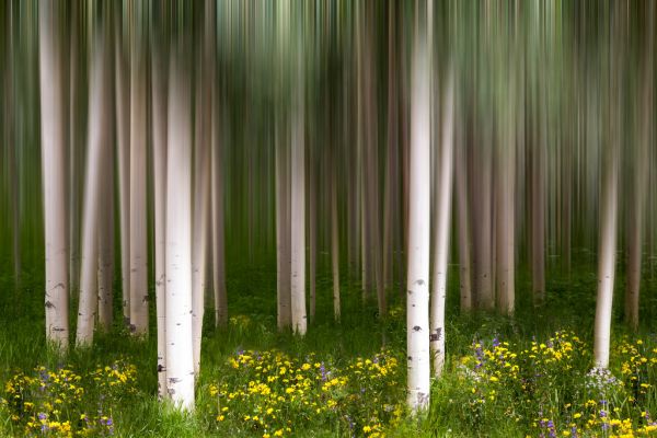 leaves, sunlight, trees, landscape, forest, flowers