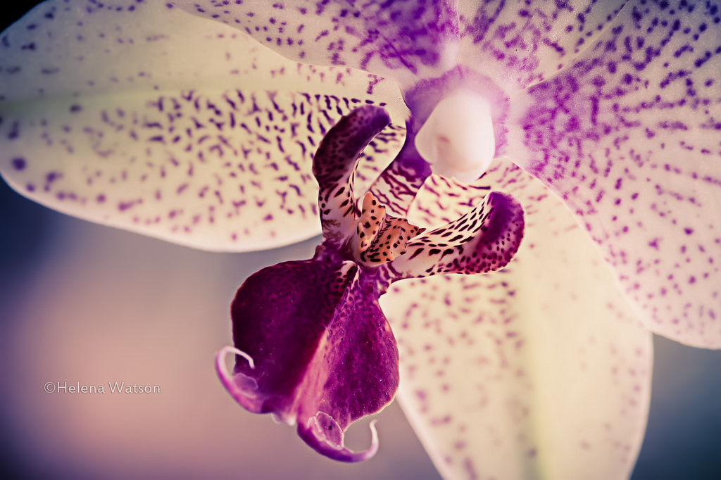 Wallpaper UK, flowers, England, orchid, flower, colour, macro, nature, floral, yellow