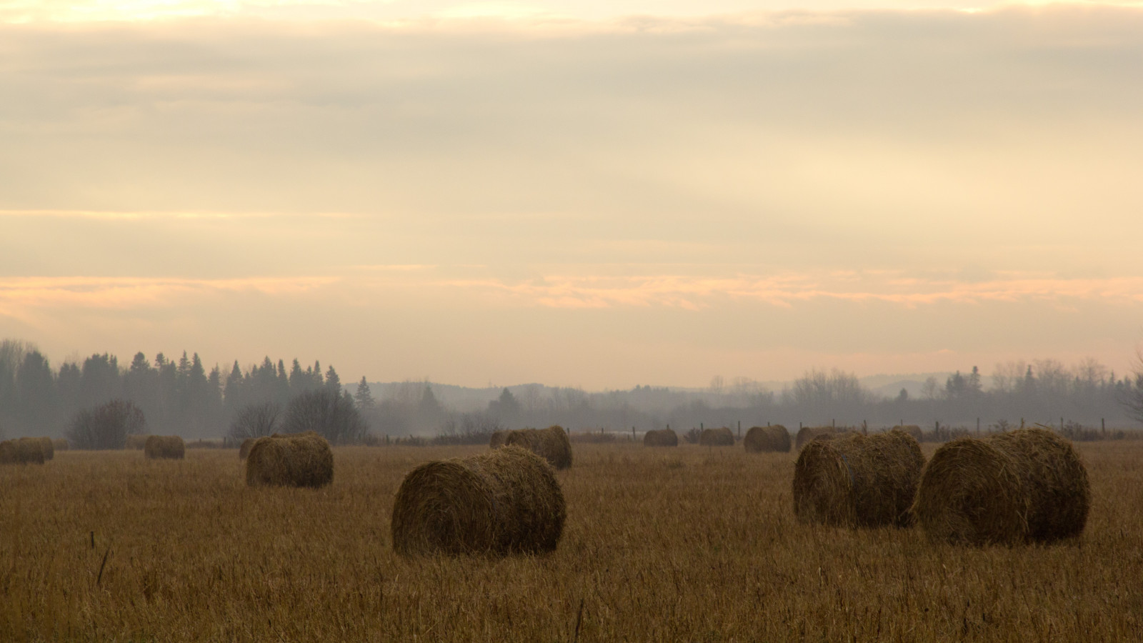 landskab, efterår, bakke, græs, Mark, morgen, gård, Canon, horisont, Canada, 2013, smog, hø, Quebec, landdistrikterne, steppe, smuk, efterår, græsarealer, udforske, plante, græs, landbrug, eng, almindeligt, eos, 60d, prærie, Saguenay, Chicoutimi, landdistrikt, atmosfærisk fænomen, græs familie, saglac, igers02