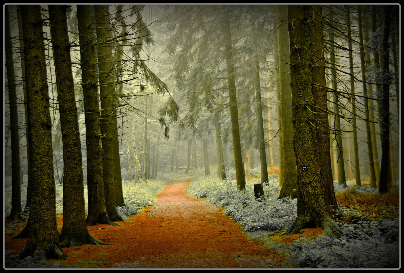 luce del sole, foresta, legna, mattina, Germania, nebbia, Magia, estate, polvere, sentiero, Colonia, ARTE, mistico, albero, autunno, nebbia, stagione, modo, elitegalleryaoi, creativo, anawesomeshot, naturesfinest, theperfectphotographer, theunforgettablepictures, bestcapturesaoi, aplusphoto, platinumphoto, diamondclassphotographer, blueribbonwinner, goldstaraward, damniwishidtakenthat, citrit, Supershot, Oberberg, platinumsuperstar, vanagram, ysplix, bosco, topofthefog, habitat, ambiente naturale, fenomeno atmosferico, pianta legnosa, ecosistema