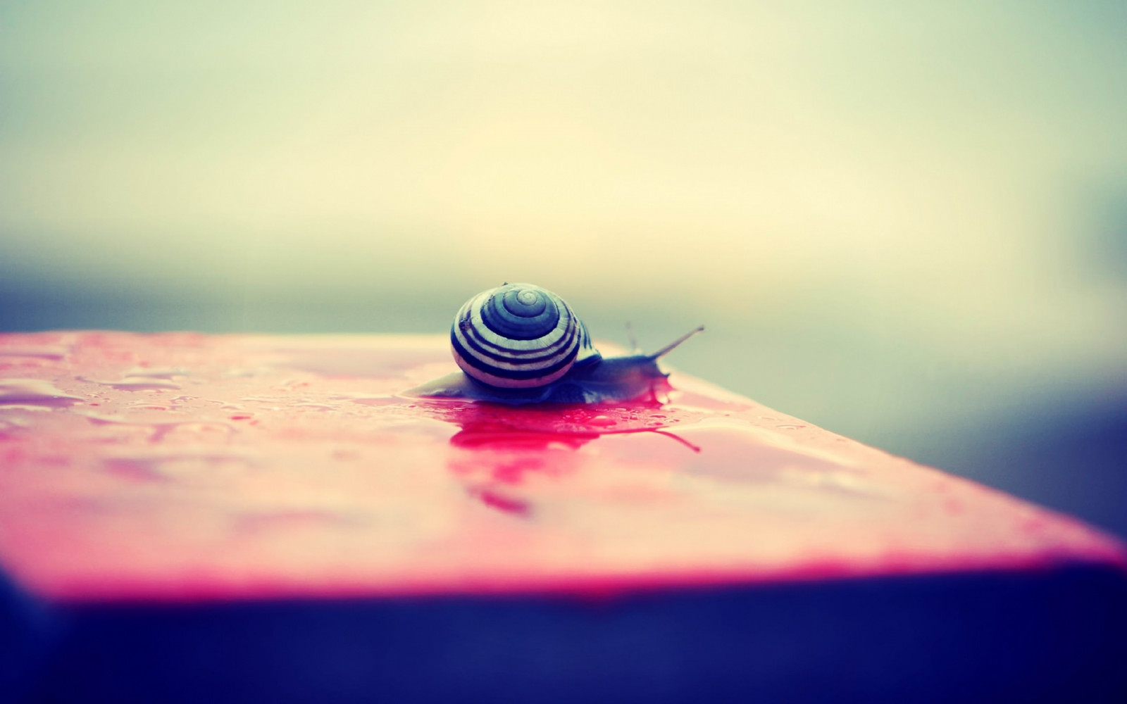 lumière du soleil, mer, rouge, réflexion, ciel, la photographie, gouttes d'eau, Macro, bleu, Matin, atmosphère, escargot, lumière, Couleur, vague, main, forme, capture d'écran, Papier peint de l'ordinateur, Atmosphère de la terre, fermer, Photographie macro