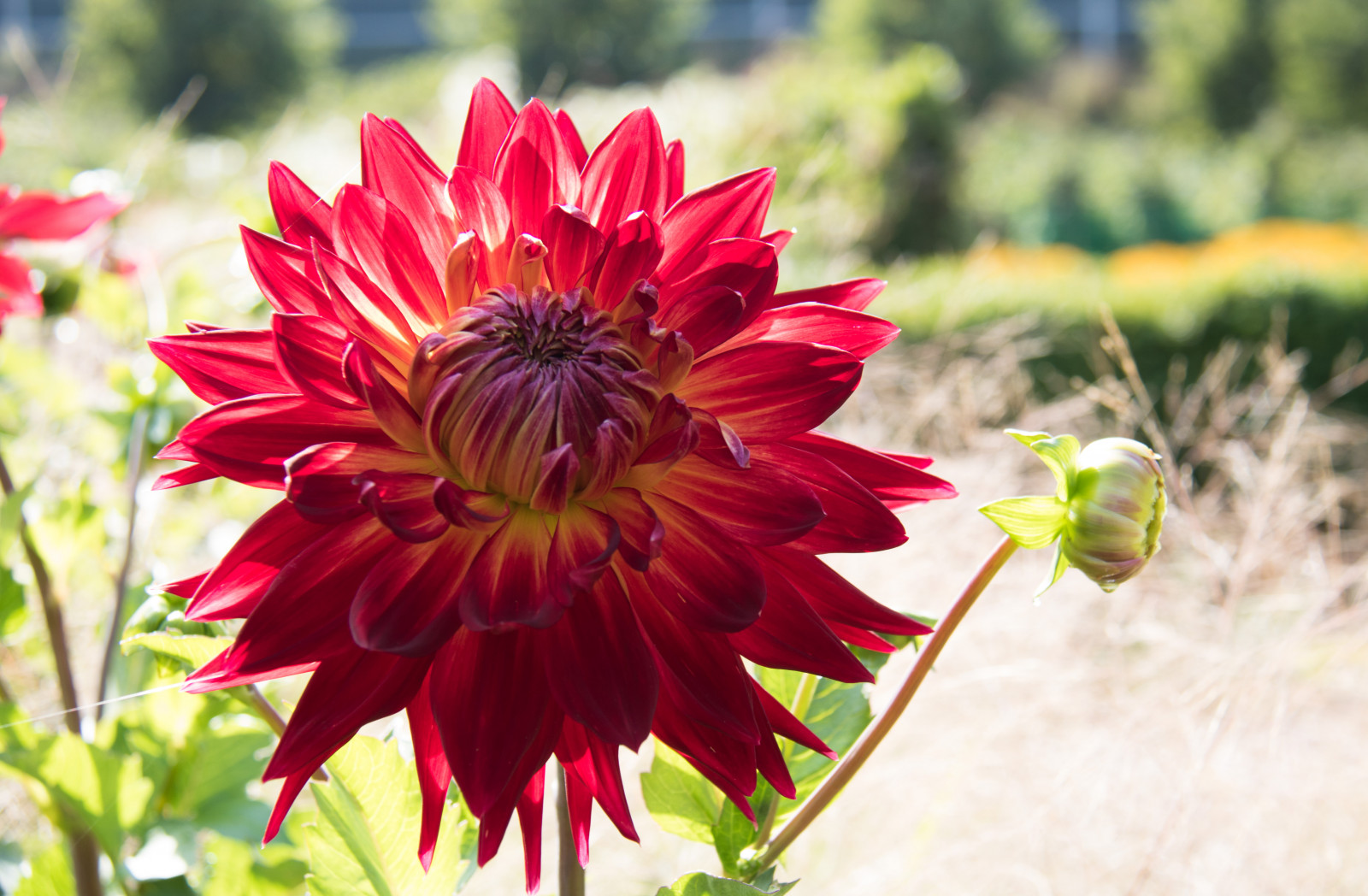 Feld, Blume, Pflanze, Dahlie, Flora, Blomma, Malmo, Exif Modell canoneos760d, Geocountry, Kamera macht canon, Geocity, Kameramodell canoneos760d, Geostate, Geolocation, Exif linse efs18200mmf3556is, Exiföffnung 56, Exif machen canon, Exif isospeed 100, Exif focallength 50mm, Katrinetorp, Blütenblatt, Wildblume, Botanik, Landanlage, blühende Pflanze, Jährliche pflanze, Makrofotografie, Pflanzenstamm, Gänseblümchenfamilie