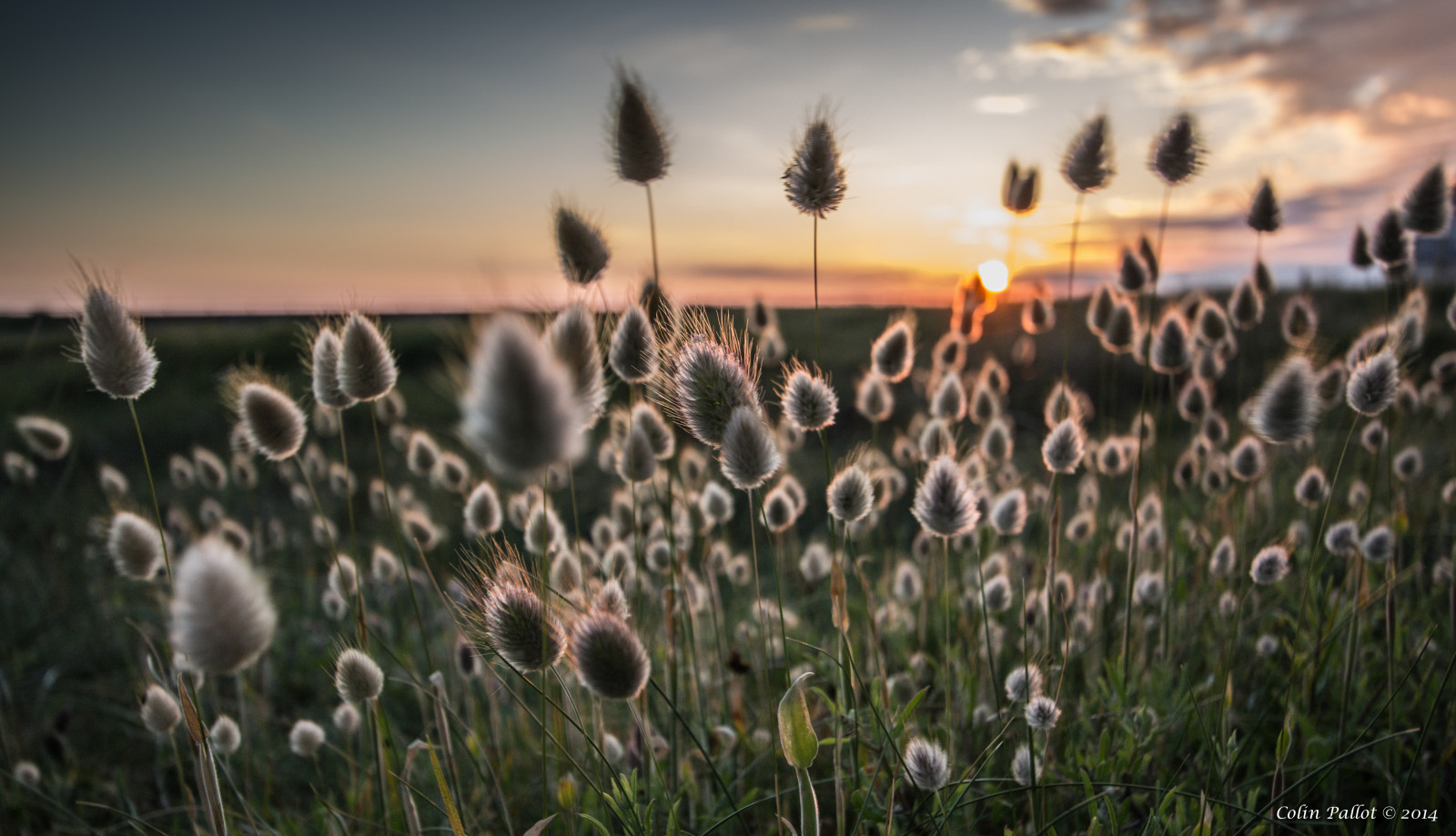 Wallpaper sunlight, sunset, nature, field, beach, morning, jersey
