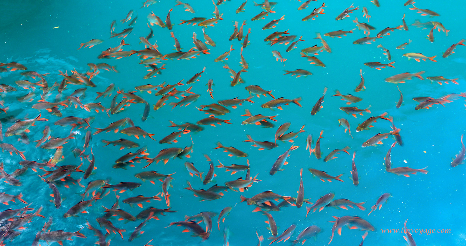 ทะเล, ธรรมชาติ, ปลา, สีน้ำเงิน, รูปแบบ, ใต้น้ำ, ปะการัง, ฤดูร้อน, แนวประการัง, ประเทศไทย, ชีววิทยา, มาก, กลางแจ้ง, บรรทัด, พัทยา, กระบี่, Samui, ภูเก็ต, phuketian, เขตร้อน, phuketphotographernet, forumlinvoyagecom, httpforumlinvoyagecom, แนวปะการัง, ซุปปลา, หลายคน, ชีววิทยาทางทะเล, ปลาปะการังปะการัง