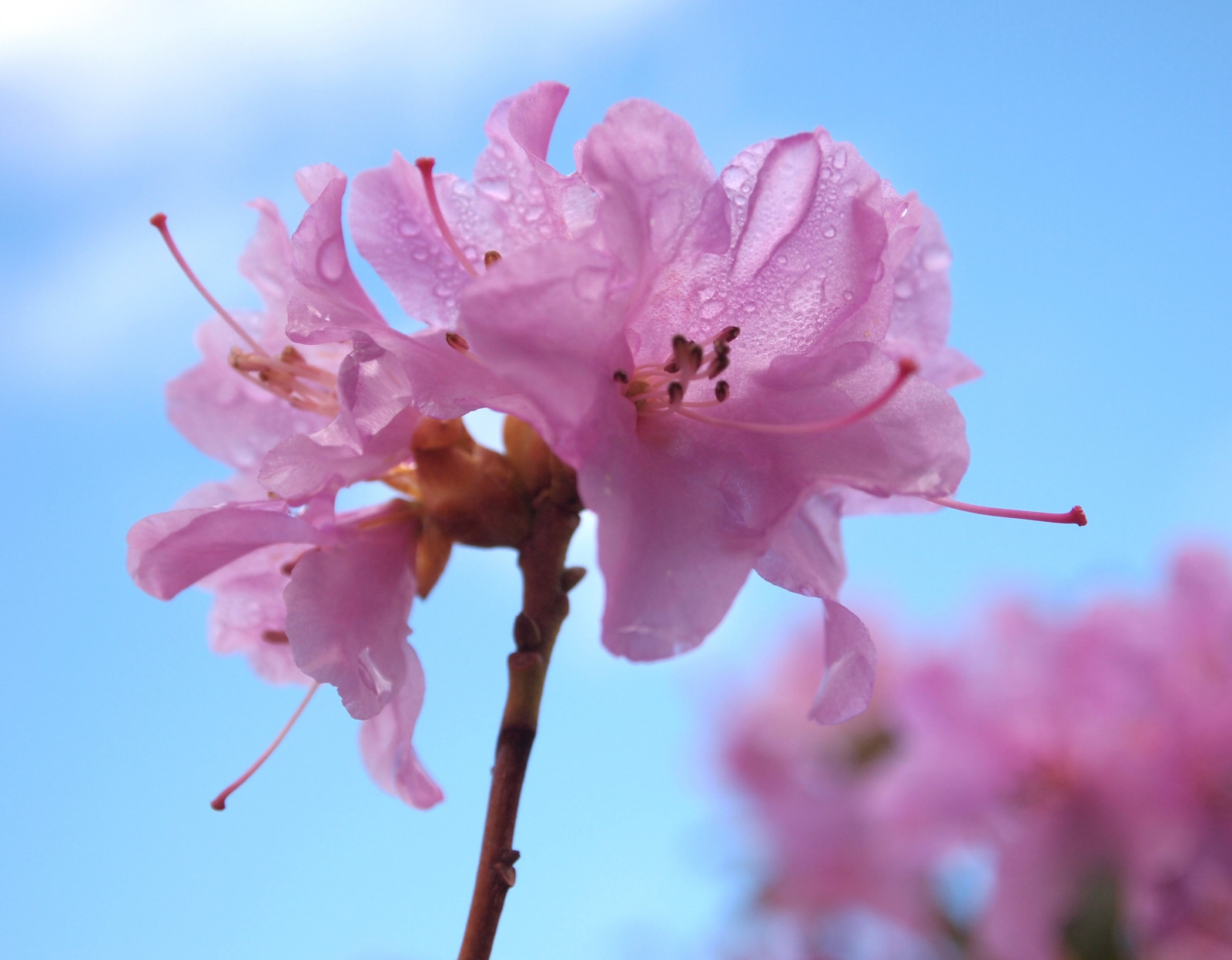 rosa, fiori, alberi, Inghilterra, fiore, albero, natura, giardini, giardino, fotografia, Sussex, primavera, viola, fiorire, nazionale, Rododendro, fiducia, fioritura, Alessandro, Nymans, Ekaterina, Praecox