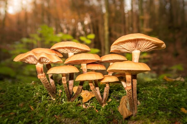 nature,forest,Pits Art,mushroom,grass,sunlight