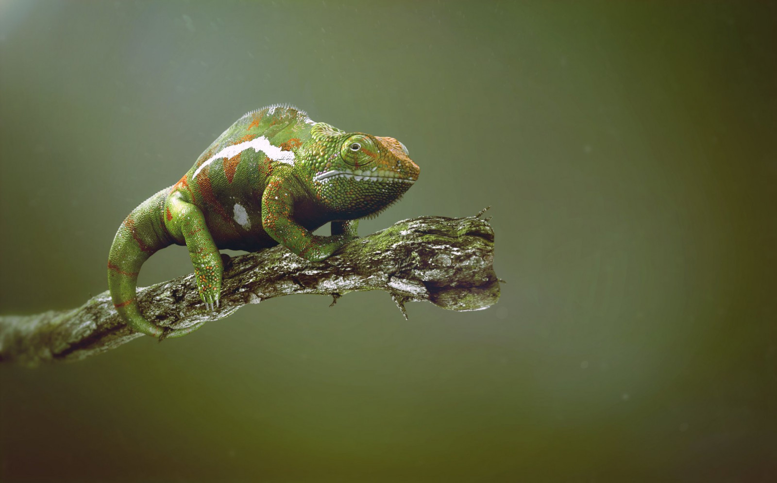 1929x1200 px, zvěř, chameleoni, plazi