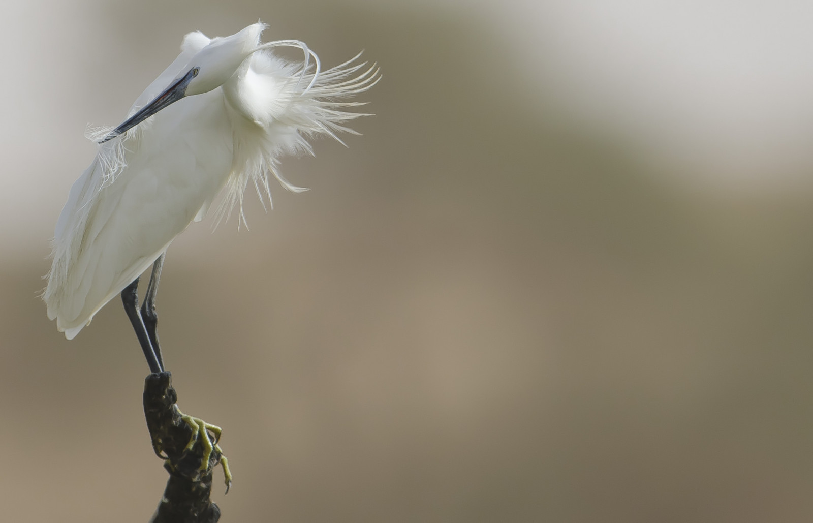 Nikon, poušť, saúdská, arábie, Ahmed, Rijád, 600mm, Alkassim, D7000, saariysqualitypictures