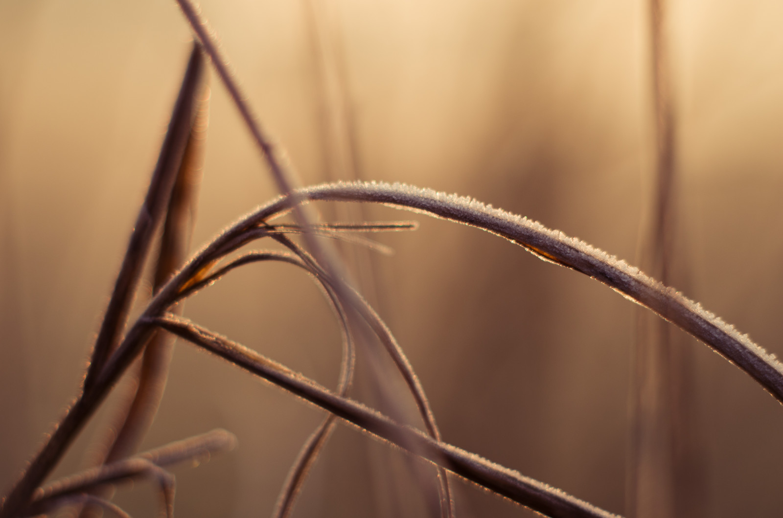 tráva, bokeh, rosa, supertakumar55mmf2