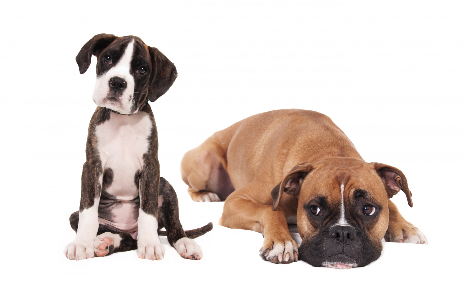 Wallpaper puppies, photoshoot, dogs, boxer, vertebrate, dog like