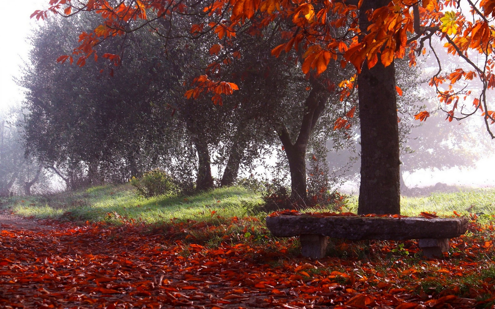 lumière du soleil, des arbres, paysage, forêt, tomber, feuilles, la nature, parc, la photographie, Matin, brouillard, banc, arbre, l'automne, feuille, fleur, plante, saison, des bois, habitat, Plante boisée, à feuilles caduques, érable