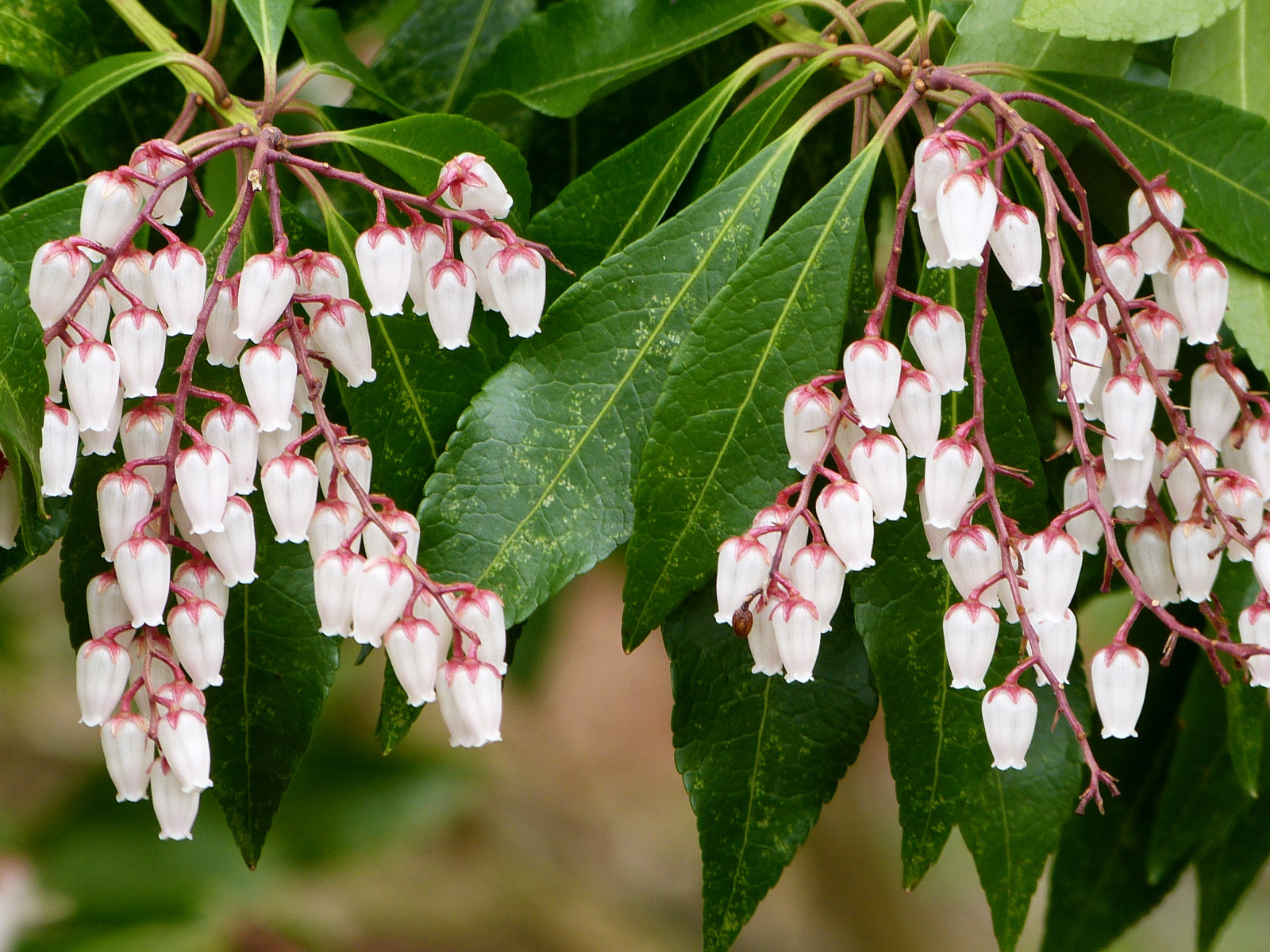 květiny, Příroda, křoví, jaro, květ, rostlina, flóra, zahrada, Nová Anglie, kvetoucí rostlina, keř, pieris