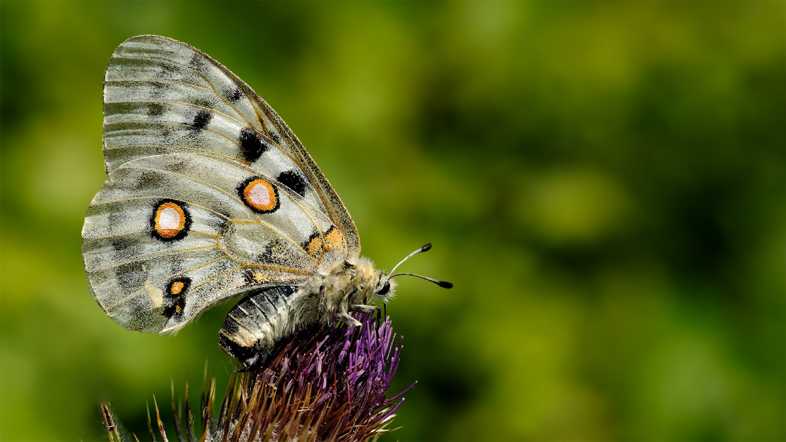 krajina, bílý, Příroda, minimalismus, pole, makro, motýl, hmyz, vzor, Volně žijících živočichů, Nikon, jasný, Apollo, klidný, Krásná, zvíře, rostlina, venkovní, hmyz, motýli, fj rilar, os, forrest, sigma, ngc, buzznbugz, visipix, zblízka, makro fotografie, bezobratlý, členovců, organismus, nektar, opylovači, můry a motýli, animalia, arthropod, lycaenid, Pieridae, chytlavý, nikondigital, štětec footed motýl, Kelebek, Schmetterlinge, leptir, fi rildi, dagfj rilar, conb m, p iv perhonen, perhonen, b bochka, motyl, Mariposas, sommerfugler, 150mm, Papilionidae, Parnassius