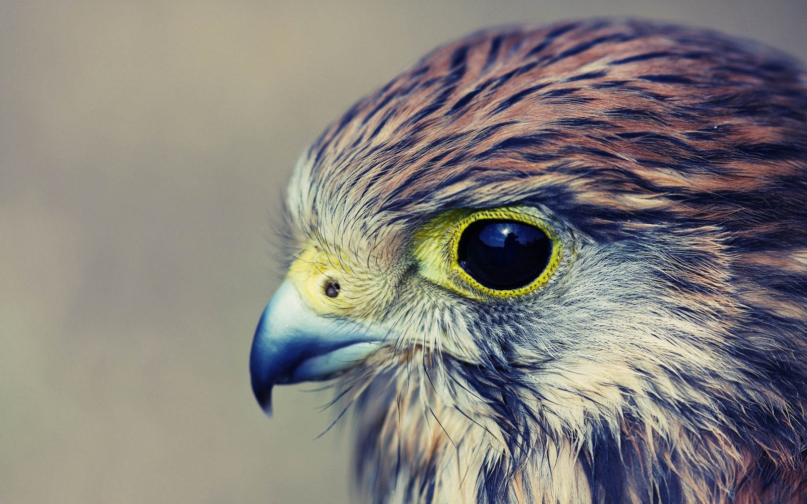 ptactvo, modrý, Volně žijících živočichů, dravý pták, orel, sokoli, zobák, Sokol, pták, oko, křídlo, fauna, 1920x1200 px, obratlovců, zblízka, Accipitriformes