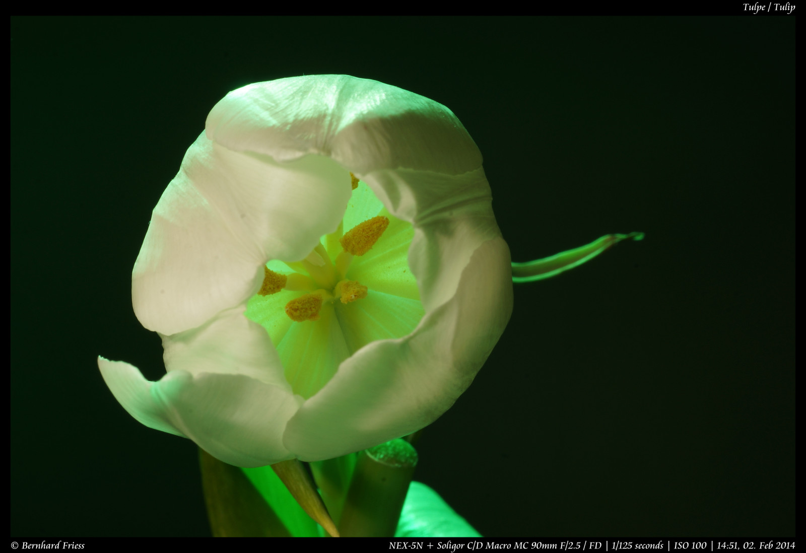 Fotoaparát, květiny, originál, zima, světlo, tělesné, makro, UMĚNÍ, Photoshop, Kánon, vinobraní, Německo, ven, objektiv, deutschland, primární, licht, zajímavý, Europa, Evropa, flickr, fotografie, Ne, kunst, Sony, Blikat, květy, blumen, koťata, nejlepší, prozkoumat, většina, barevný, pevný, manuál, rovný, alfa, oblíbený, délka, makro, prudký útok, 90mm, Nekupírované, farbig, Bernhard, únor, originální, fd, bl deset, SOLIGOR, ohniskový, následné zpracování, nex, Bádensko-Württembersko, Manuelle, OOC, interessant, Unbearbeitet, Klassisch, Rheinneckar, festbrennweite, entdecken, sooc, Friess, Ketsch, 5n, web |, emount, fluidr, Unverf lscht