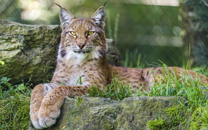 zvěř, Příroda, Volně žijících živočichů, velké kočky, zoologická zahrada, rys zvěř, Příroda, Volně žijících živočichů, velké kočky, zoologická zahrada, rys