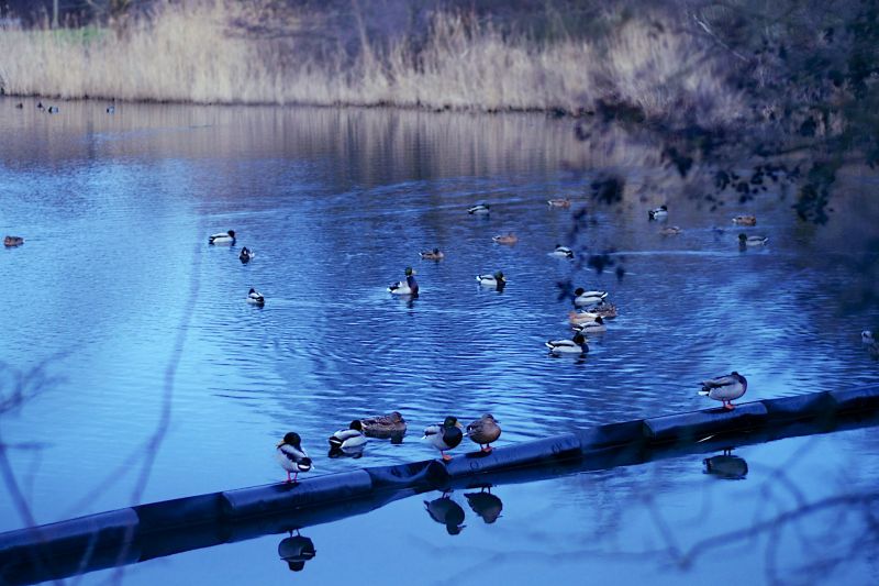 anatra,stagno,Enten,Teich,Wunstorf,100er