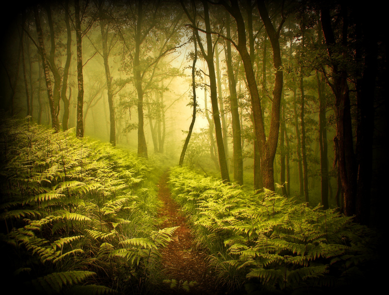 slunečnímu záření, les, Příroda, dřevo, větev, zelená, ráno, Německo, mlha, kouzlo, džungle, cesta, kolínská, UMĚNÍ, světlo, strom, podzim, mlha, list, cesta, elitegalleryaoi, kapradina, tma, tvořivý, magický, mystik, víla, anawesomeshot, Soe, theunforgettablepictures, bestcapturesaoi, flickrdiamond, Oberberg, platinumsuperstar, zálesí, yourwonderland, farn, místo výskytu, přírodní prostředí, atmosférický jev, počítač tapeta, dřevina, ekosystém, prales, magicalpath