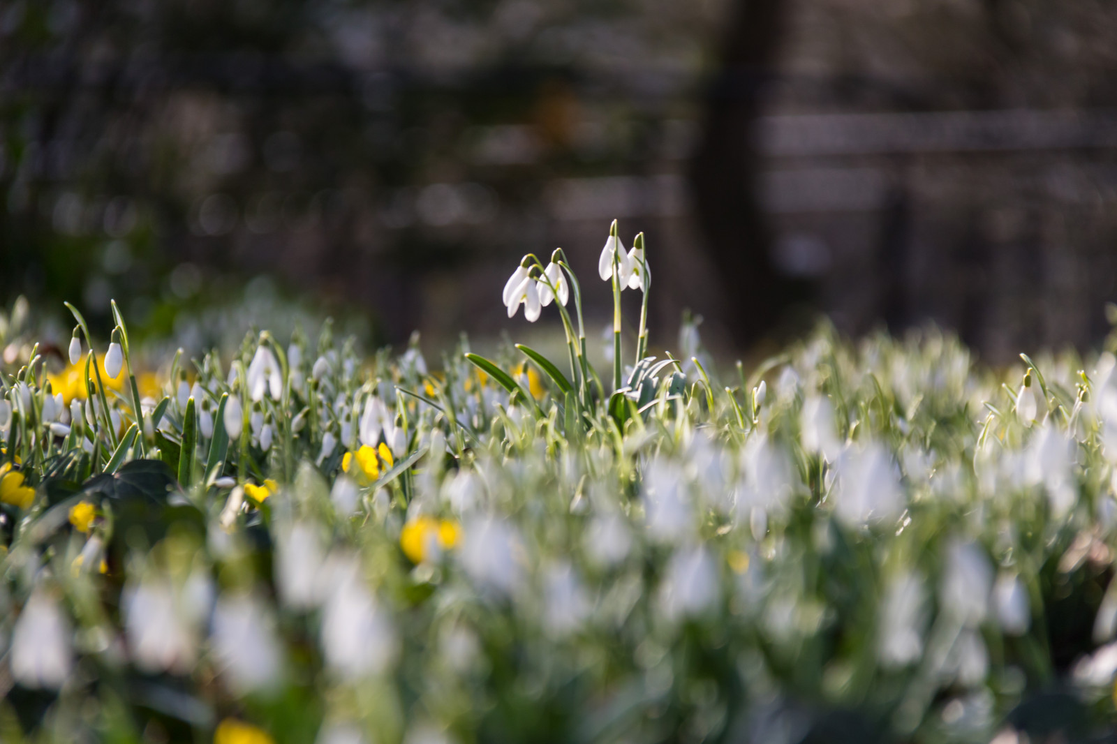 แสงแดด, ธรรมชาติ, หญ้า, ฟิลด์, สีเขียว, เบ่งบาน, ฤดูใบไม้ผลิ, ฤดูใบไม้ร่วง, ใบไม้, ดอกไม้, ปลูก, พืช, Blomma, dro droppe, คำคราด, exif model canoneos760d, ประเทศธรณีวิทยา, กล้องทำให้ Canon, geocity, กล้องรุ่น canoneos760d, geostate, ตำแหน่งทางภูมิศาสตร์, เลนส์ Exifs efs18200mmf3556is, รูรับแสง 56, exif ทำให้ canon, exif isospeed 125, ความยาวโฟกัส exif 175mm, ทุ่งหญ้า, ดอกไม้ป่า, สนามหญ้า, ป่าไม้, ทุ่งหญ้า, ถิ่นที่อยู่, พฤกษศาสตร์, โรงงานที่ดิน, พืชดอก, การถ่ายภาพมาโคร, ครอบครัวหญ้า