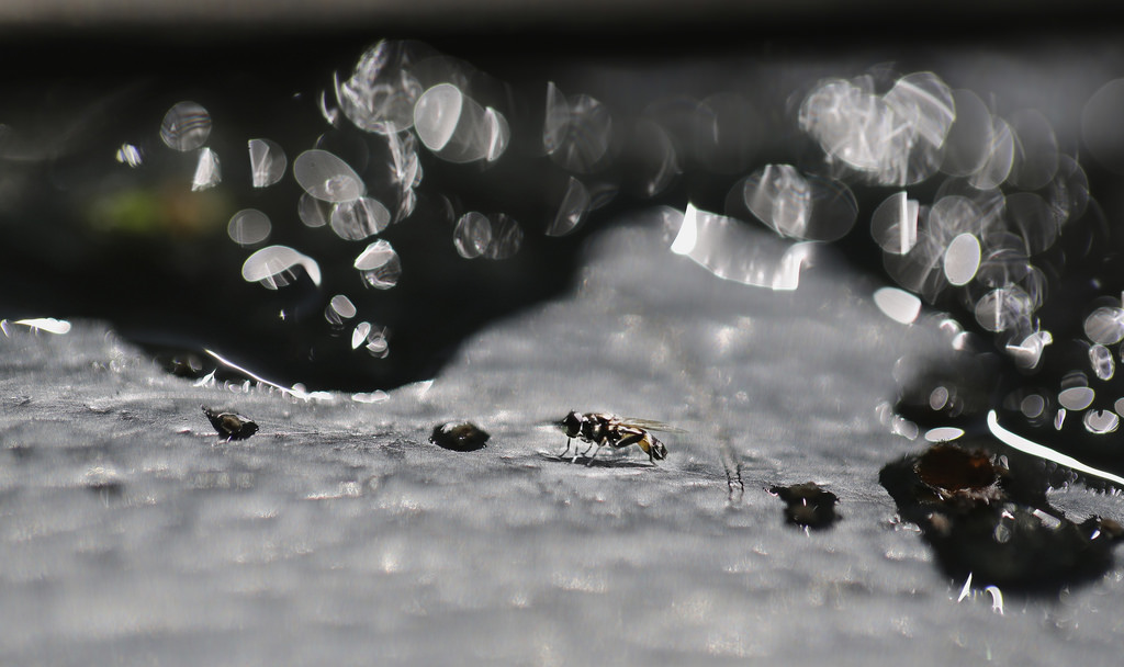 Černá, černobílý, voda, odraz, park, sníh, zima, větev, led, lavice, zmrazení, podzemí, přízemní, tání, Čmelák, světlo, květ, počasí, sezóna, tma, kapky vody, zblízka, makro fotografie