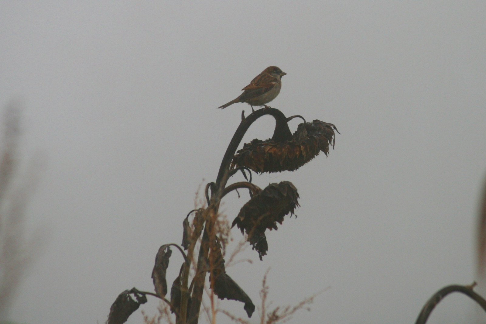 pták, fauna, zobák, Volně žijících živočichů, větvička, větev, křídlo