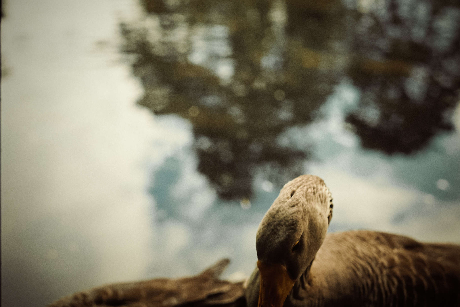 jezero, film, 35MM, lago, 50mm, kachna, Asahi, pentax, Pato, Pelicula, analog, pentaxme, ondaocho