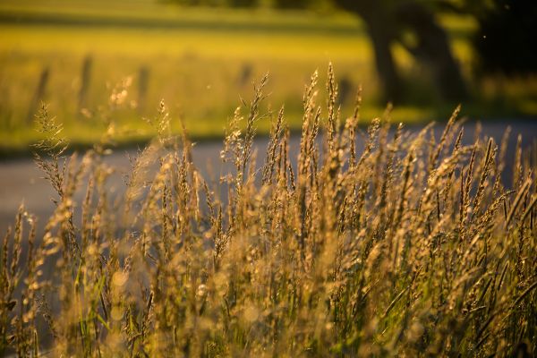 sunlight,landscape,water,nature,grass,field