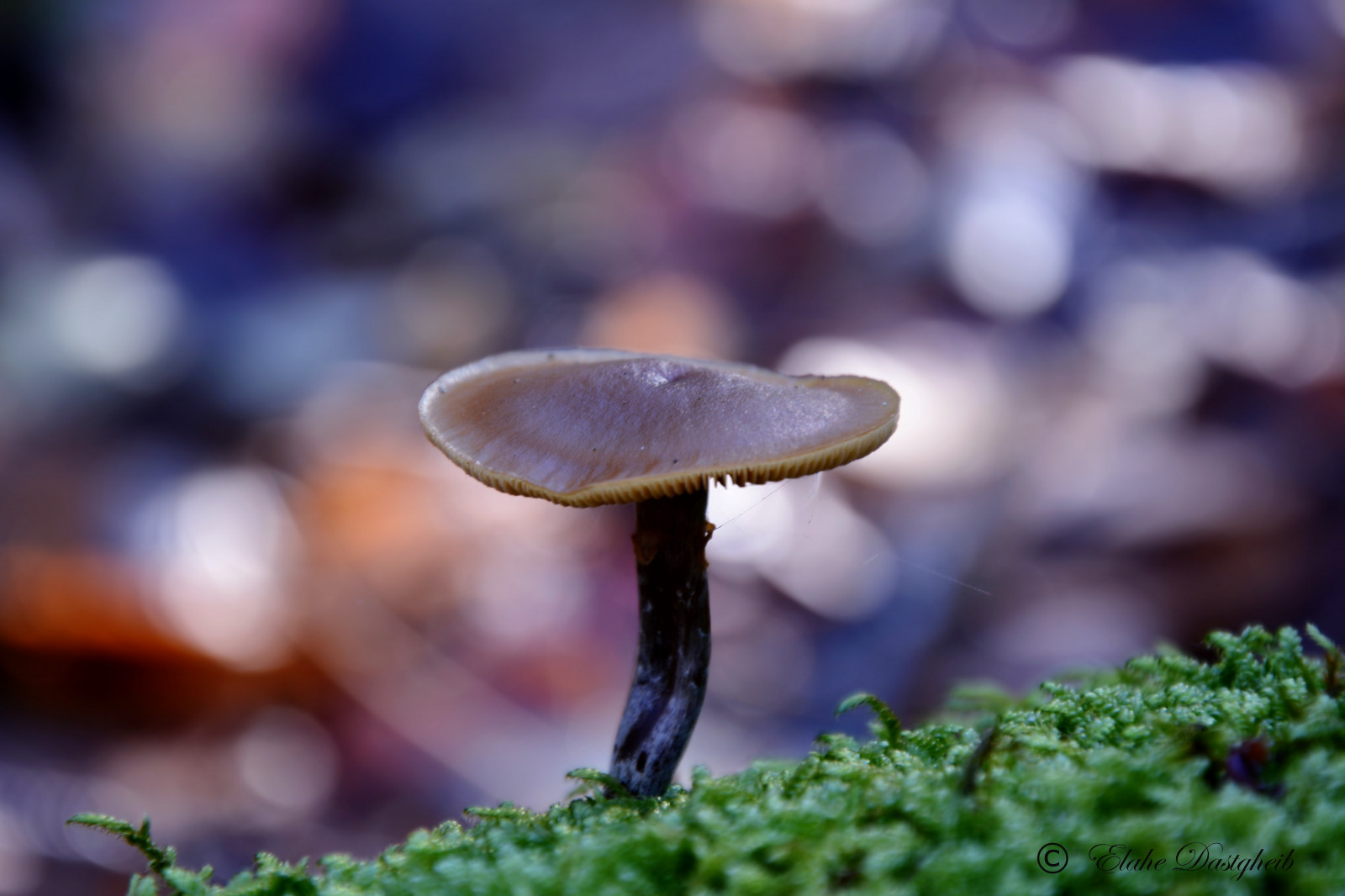 autumn, nature, mushroom, look, forest, fungi, elahe, autfit