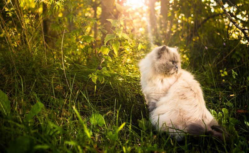kucing, hewan, mamalia, di luar rumah, tanaman