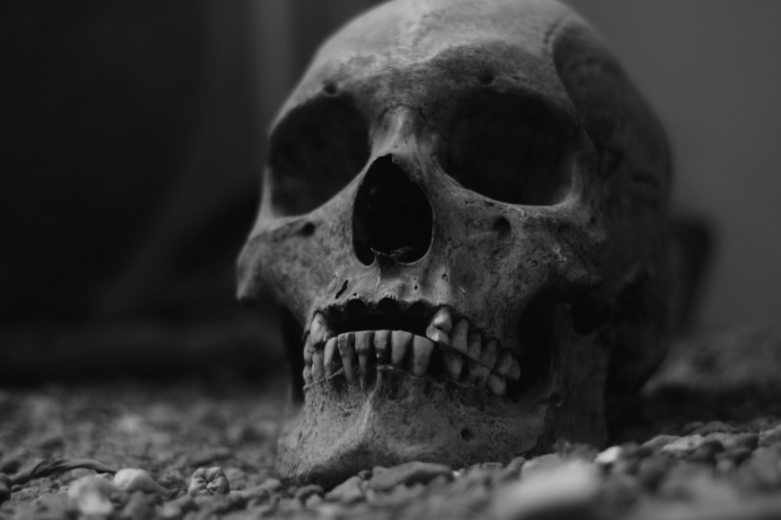 bílý, Černá, černobílý, temný, město, ulice, fotografování, lebka, Mexiko, smrt, Nikon, život, kostra, Sombra, B, n, výstřel, stíny, tělesné, muž, vida, exposicion, černoch, úžasný, D3100, tma, žít, y, fotografia, 1855, složení, blanco, museo, Byn, desenfoque, Latinoamerica, Composicion, hombre, w, počítač tapeta, Černý a bílý, monochromatické fotografování, zblízka, makro fotografie, čenich, zátiší fotografování, organismus, včera, kost, čelist, increible, Calavera, craneo, muerte, ayer, musseum, stock photography