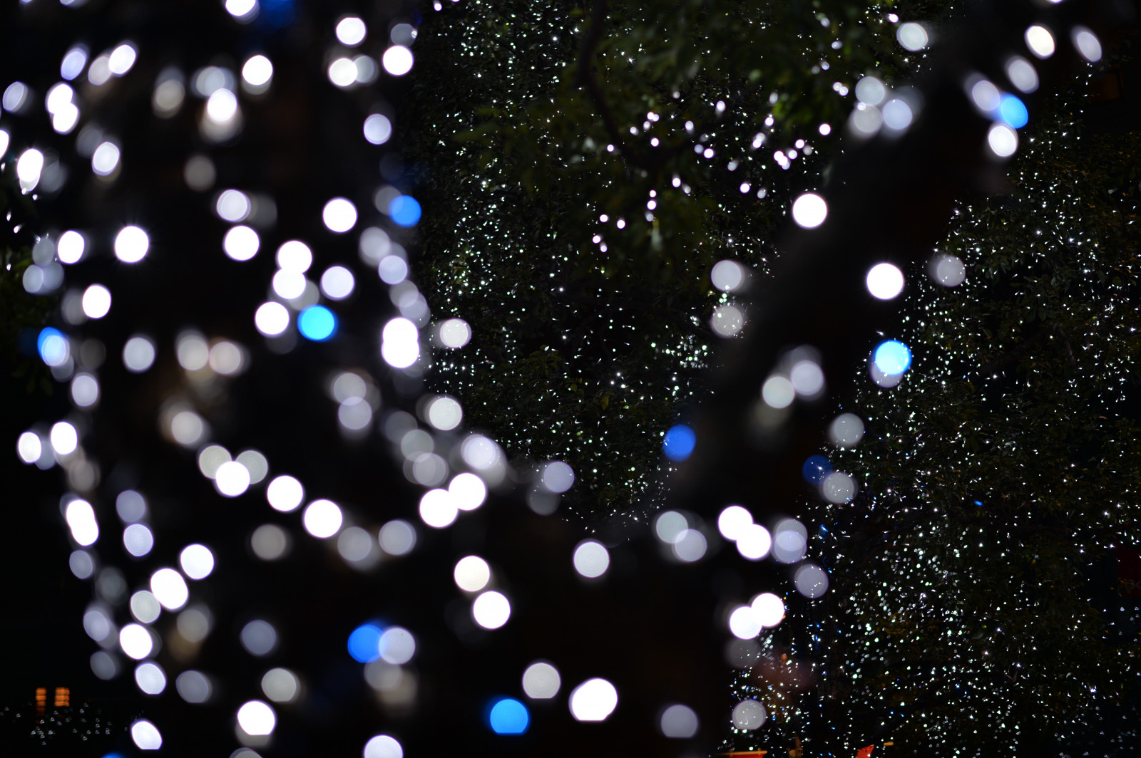 Japonsko, slunečnímu záření, noc, větev, modrý, kruh, Nikon, Tokio, jp, světlo, NIKKOR, osvětlené, pokles, osvětlení, tma, df, Roppongi, keyakizaka, afs58mmf14g, afsnikkor58mmf14g, osvětlit, makro fotografie