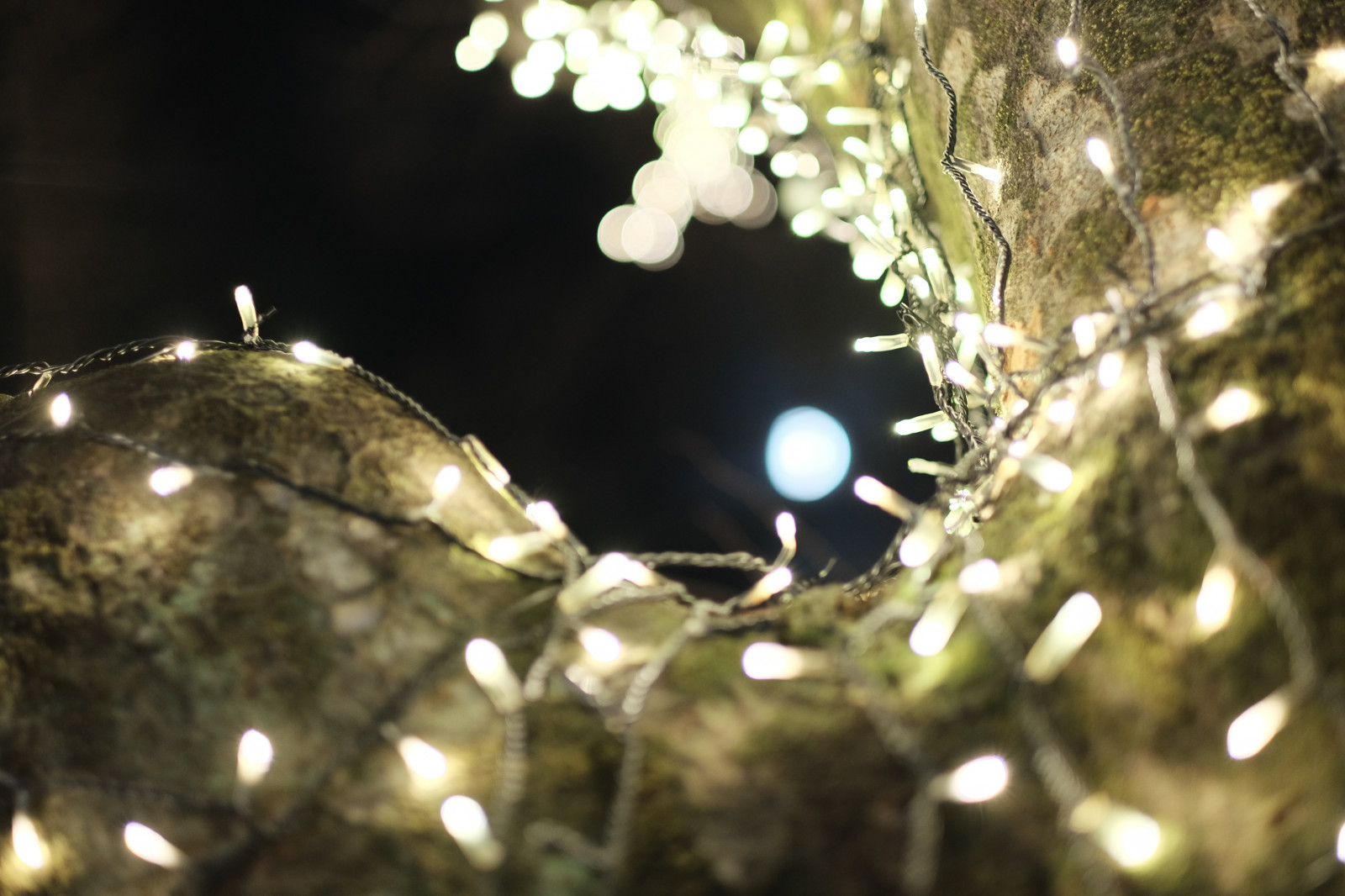 slunečnímu záření, noc, větev, Vánoční strom, Vánoce, Vánoční osvětlení, Fujifilm, jp, světlo, strom, květ, osvětlení, osvětlení, fuji, Fujinon, xf56mmf12r, xf56mm, Omotesando, XT1, Harajuku, vánoční dekorace, makro fotografie