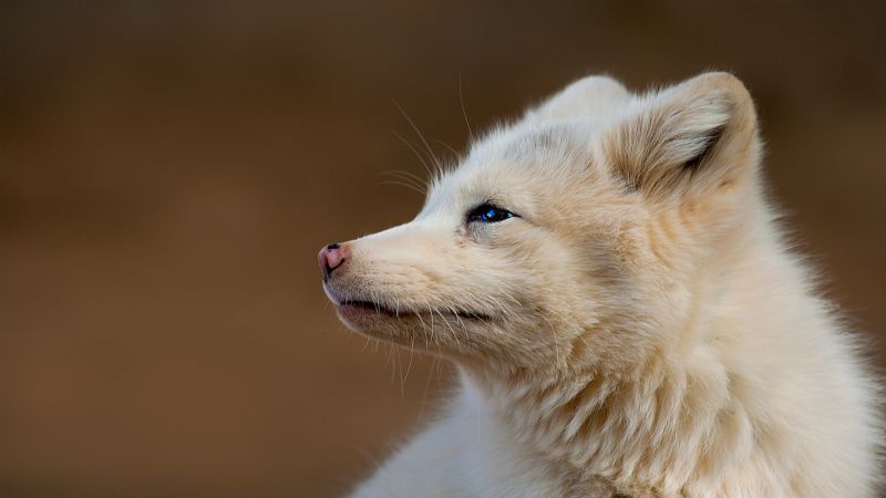 liška, 1920x1080 px, zvěř, Arktický, lišky liška, 1920x1080 px, zvěř, Arktický, lišky