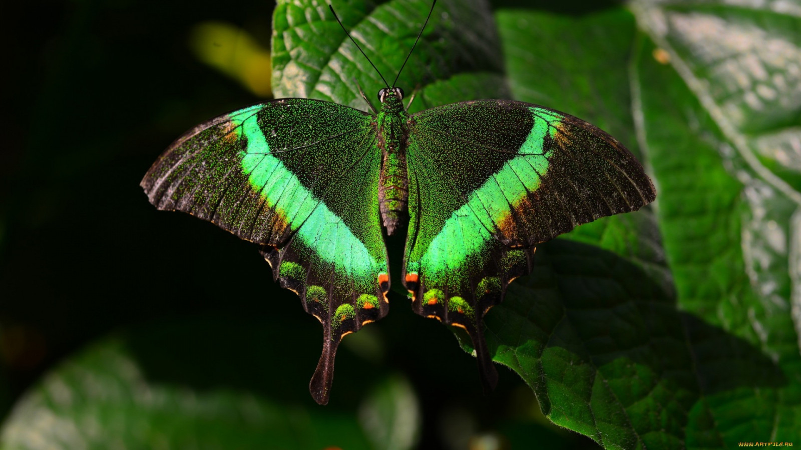 Příroda, fotografování, motýl, hmyz, zelená, Volně žijících živočichů, džungle, mol, list, květ, flóra, tropy, křídlo, fauna, botanika, zblízka, makro fotografie, bezobratlý, členovců, opylovači, můry a motýli