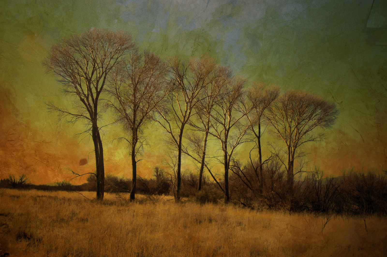 slunečnímu záření, stromy, krajina, les, západ slunce, Příroda, odraz, větev, svítání, večer, ráno, mlha, Arizona, strom, podzim, list, svítání, rostlina, sezóna, aplusphoto, memoriesbook, prérie, atqueartificia, Cochise County, venkov, místo výskytu, přírodní prostředí, atmosférický jev, dřevina, savana, willcoxarizona