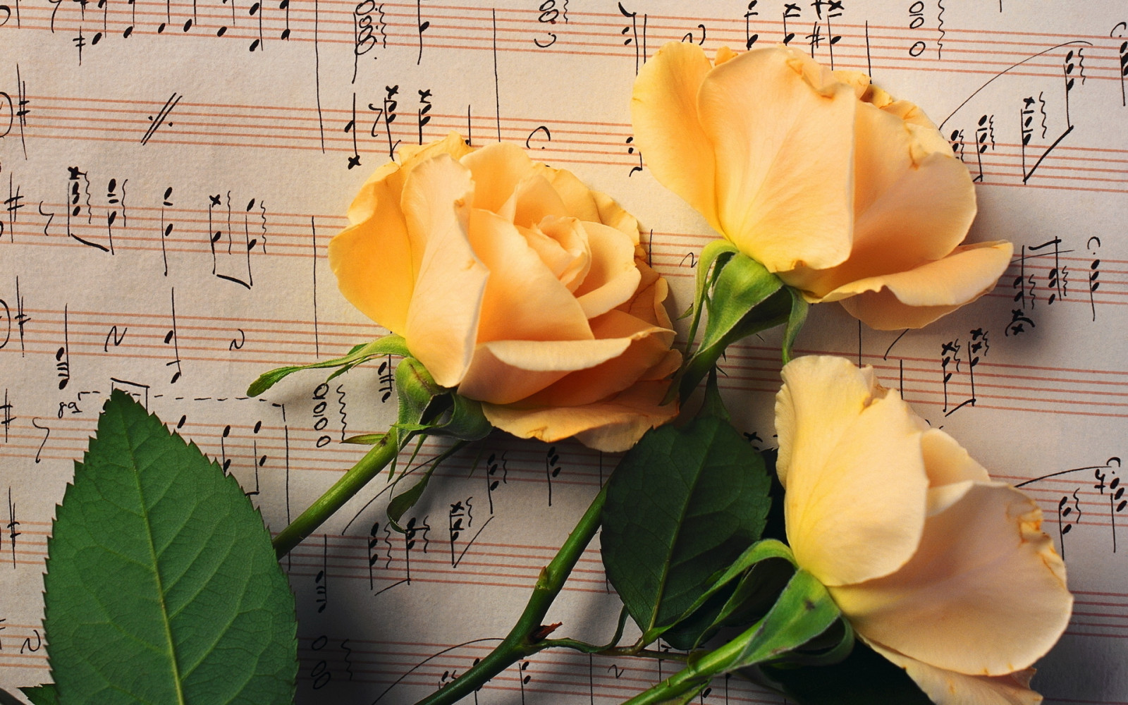 Wallpaper flowers, music, yellow, notes, color, leaf, flora, petal