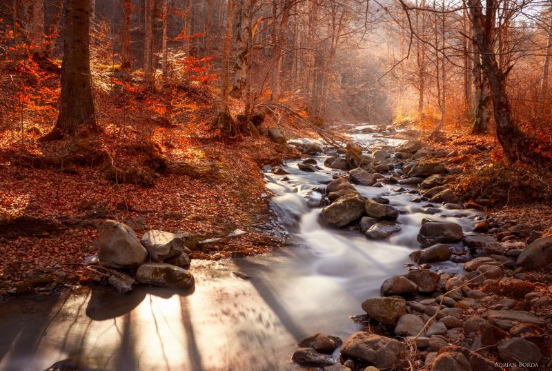 2048x1378 px,Bos,landschap,rivier-,water