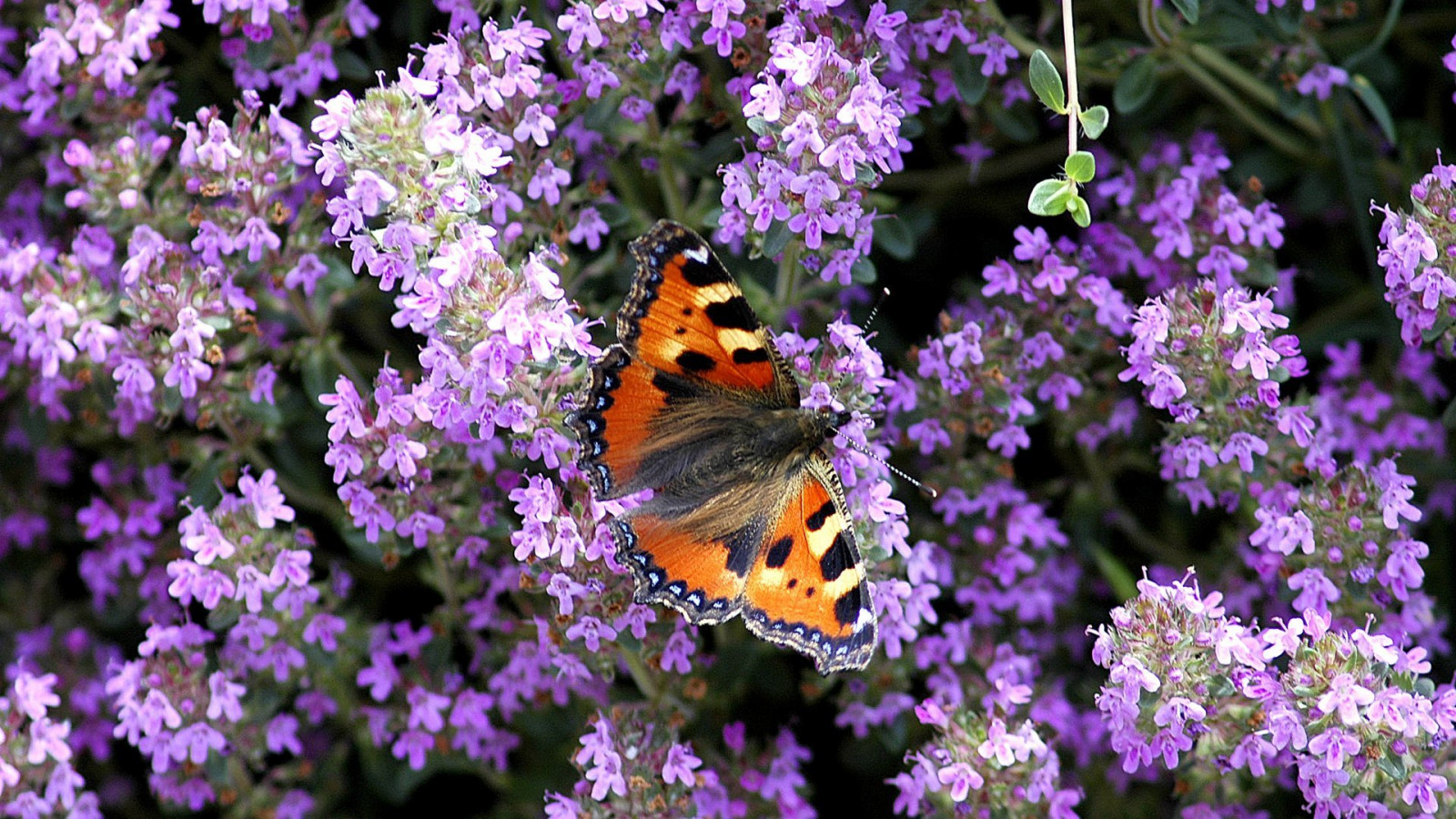 배경 화면 : 1920x1080px, 529070 1920x1080 - 4kWallpaper - 1656989 - 배경 화면