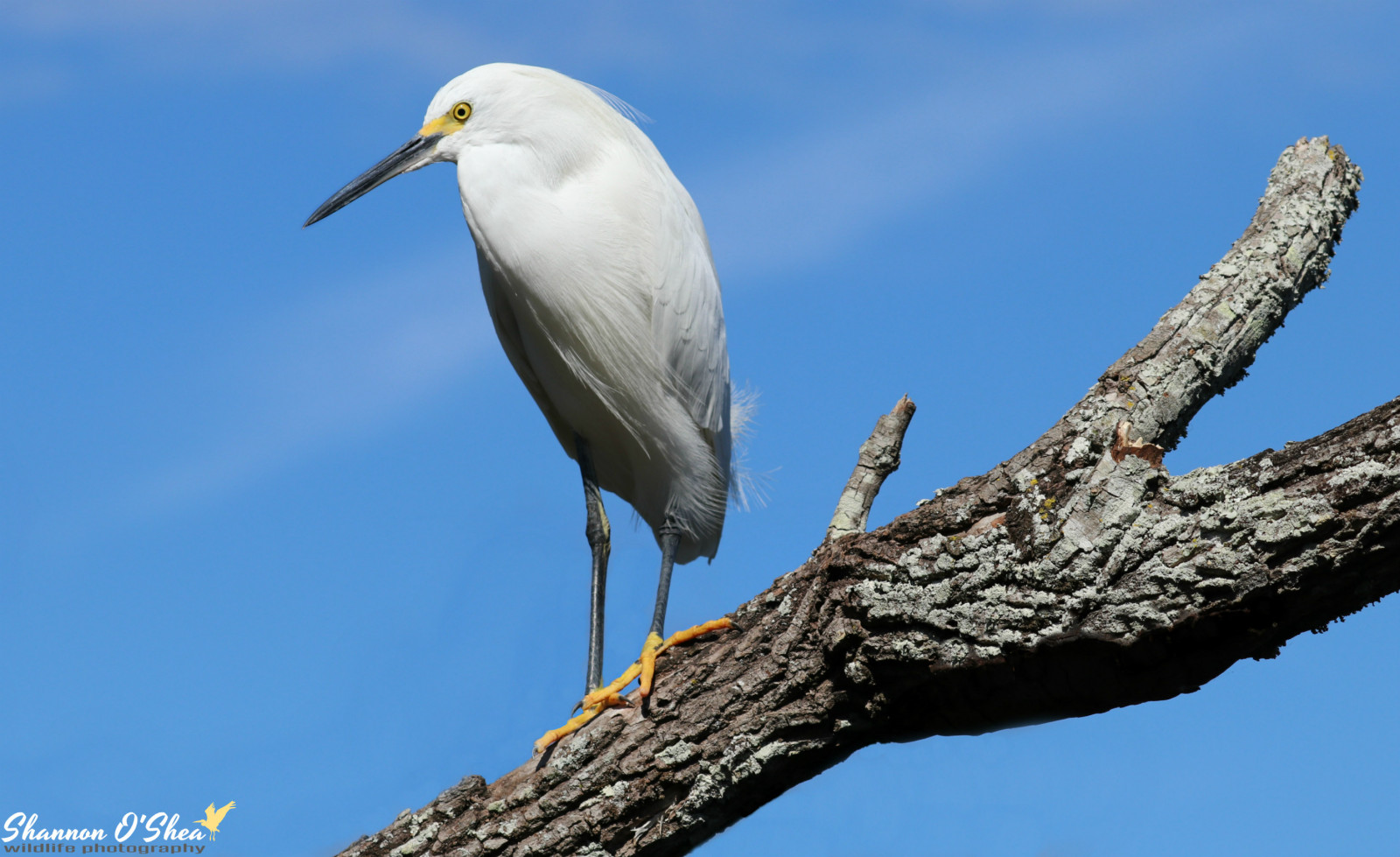 hvid, natur, udendørs, profil, fjer, afdeling, dyreliv, fødder, Canon, næb, Florida, hejren, Orlando, flickr, udendørs, fugl, hejre, snowyegret, blå himmel, vinge, fauna, vandfugle, yellowfeet, birdyfeet, shannonroseoshea, Gatorland, hvirveldyr, yelloweye, canoneos80d, shannonosheawildlifephotography, shannonoshea, shannon, canon80d, skinnylegs, 80D, eos80d, canon100400mm14556lisiiusm, lemmer, alligatorbreedingmarshandwadingbirdrookery