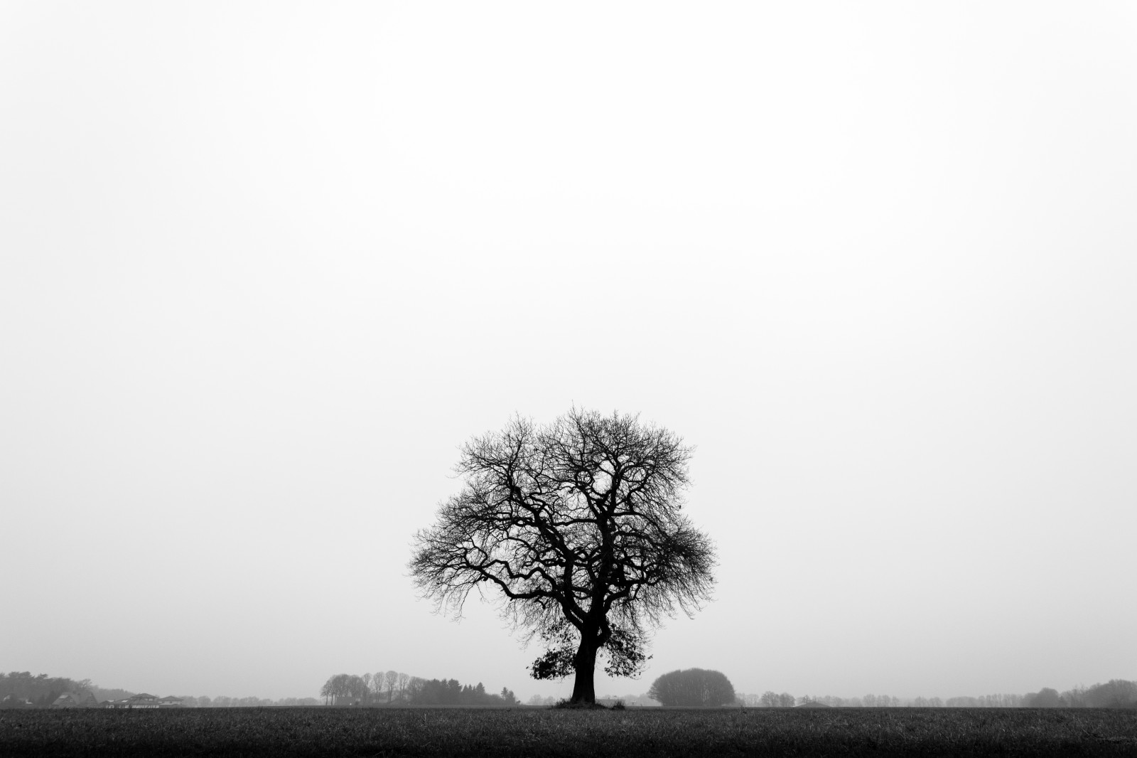 stromy, černobílý, Příroda, tráva, nebe, pole, větev, ráno, mlha, sama, horizont, Nikon, opar, Černý a bílý, strom, mlha, Landschaft, rostlina, Černá bílá, natur, Schwarzweiss, baum, krajiny, d5200, monochrom, b UME, schwarzweis, atmosférický jev, Černý a bílý, monochromatické fotografování, dřevina, einfarbig, allein, ewig, Everlast