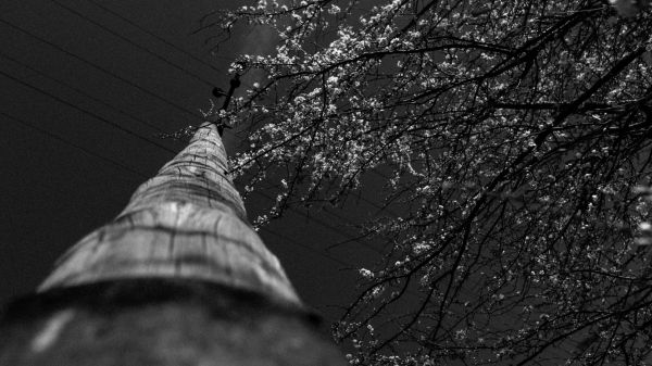 trees, monochrome, sunlight, white, black, night