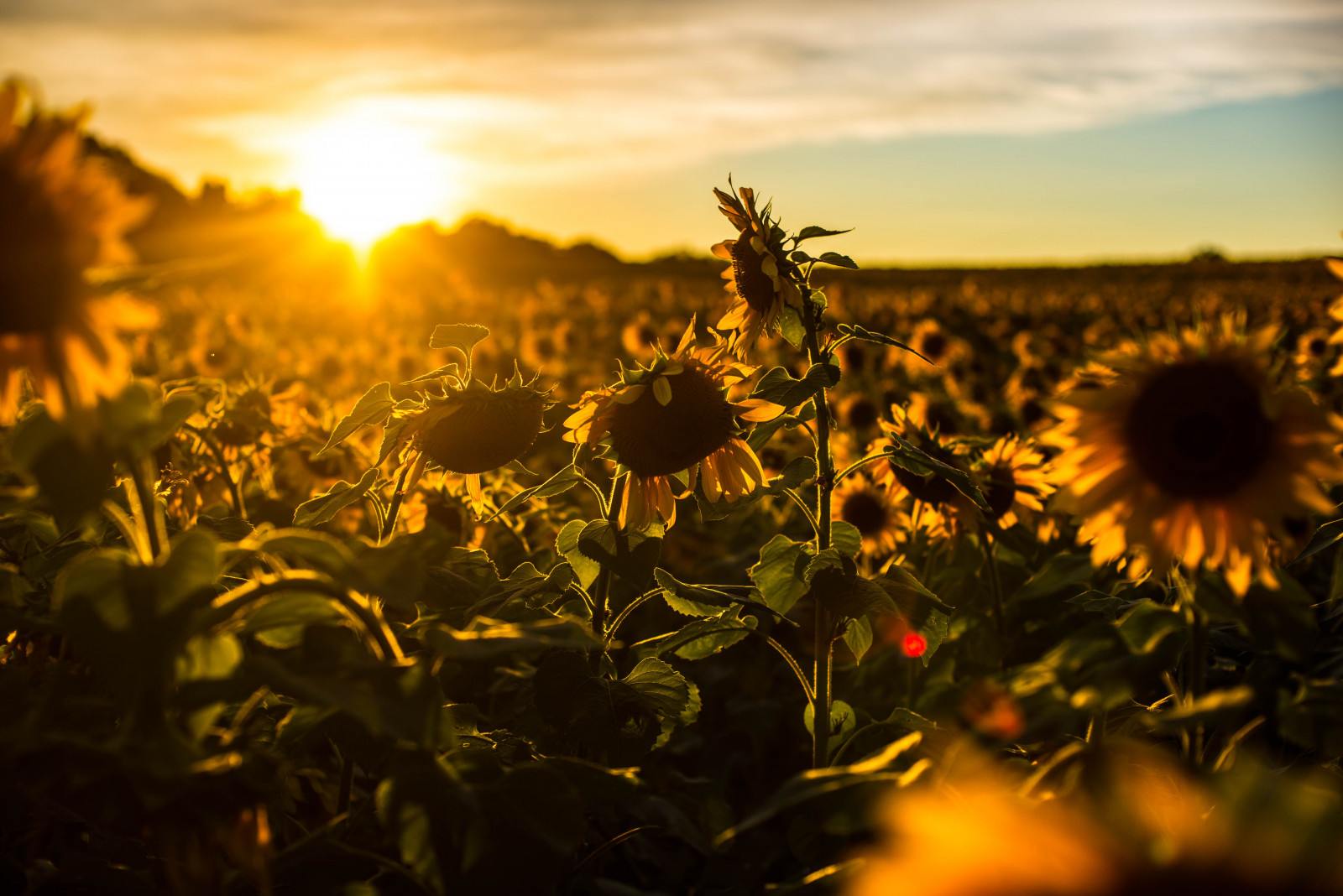 Wallpaper sunflowers, harfordcounty, jarrettsvillepike, hessroad
