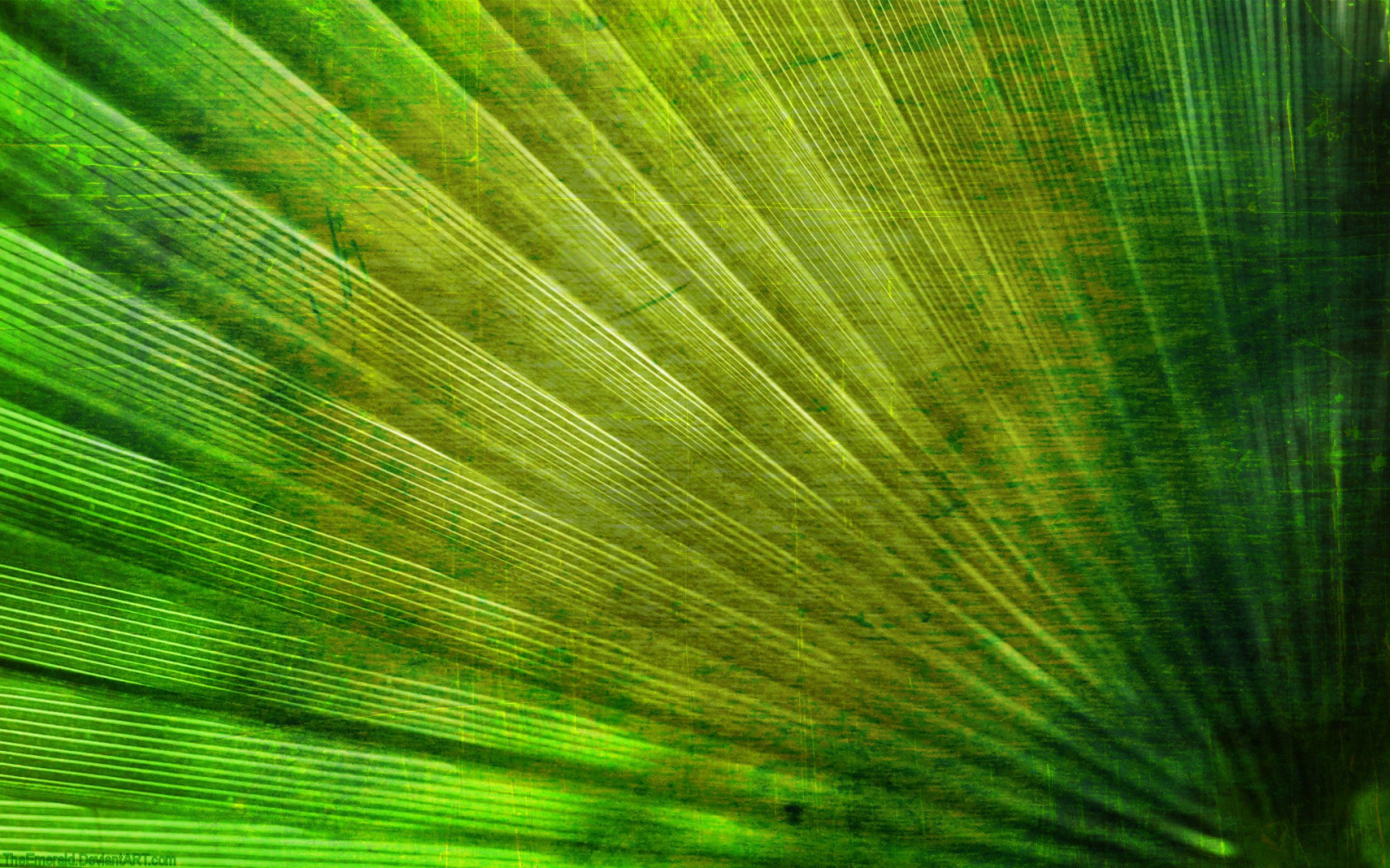 slunečnímu záření, Příroda, tráva, zelená, textura, Radiální, světlo, strom, list, květ, rostlina, čára, počítač tapeta, zblízka, makro fotografie, tráva rodina, závod stonek, arecales, banánový list