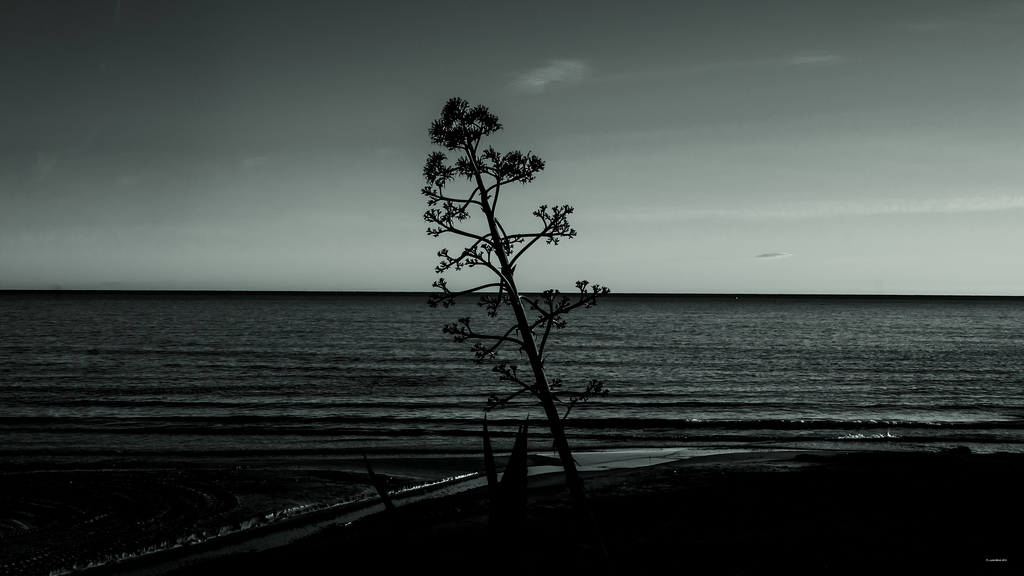 černobílý, moře, voda, pobřeží, nebe, fotografování, větev, uklidnit, večer, pobřeží, horizont, atmosféra, slunce, Marina, barva, mrak, strom, rostlina, tělesné, mygearandme, oceán, flóra, cielo, naturaleza, paisaje, mraky, mar, Barvy, atardecer, Amanecer, agua, tma, costy, arte, fotodeautor, Paisajes, Černý a bílý, monochromatické fotografování, tělo z vody, Playas, Costas, přístavů, klisny, relajacion, composiciones, stock photography