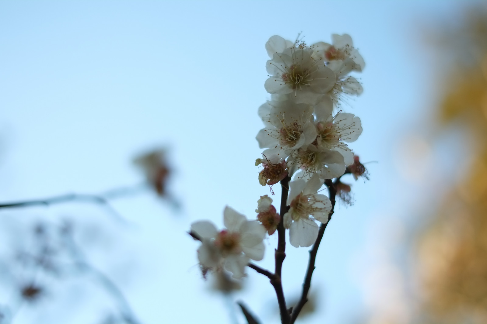 Japonsko, slunečnímu záření, Příroda, sníh, zima, fotografování, větev, mráz, Třešňový květ, květ, jaro, Tokio, zmrazení, Fujifilm, jp, strom, podzim, list, květ, rostlina, sezóna, UME, flóra, fuji, Fujinon, ikegamibaien, xpro1, xf, xf35mmf14r, Ikegami, japaneseapricot, větvička, zblízka, makro fotografie