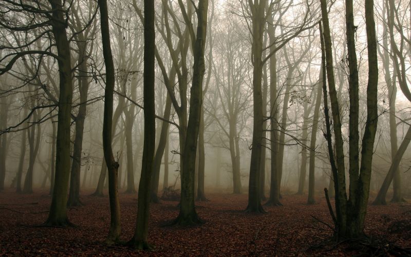 lumière du soleil, forêt, la nature, branche, des arbres, paysage lumière du soleil, forêt, la nature, branche, des arbres, paysage