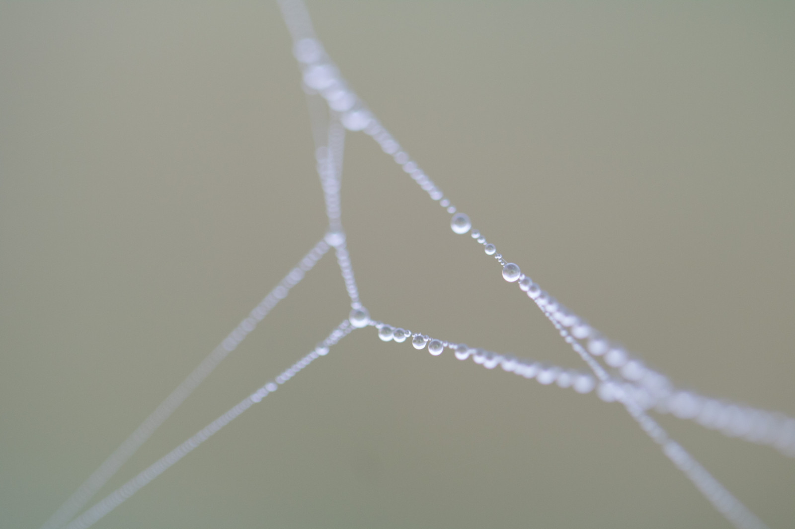 bílý, voda, Příroda, odraz, větev, vzor, rosa, zmrazení, list, pokles, vatten, natur, spindeln t, materiál, čára, kapička, s dersl tt, reflektion, exif modelu canoneos760d, geocountry, Kamera aby kánon, geocity, Model fotoaparátu canoneos760d, geostate, geolocation, exif aby kánon, m nster, exif focallength 100mm, EXIF ef100mmf28lmacroisusm čočka, Dagg, n t, exif isospeed 400, EXIF otvor 28, vattendroppe, křídlo, větvička, zblízka, makro fotografie, bezobratlý, vlhkost, pavoučí síť