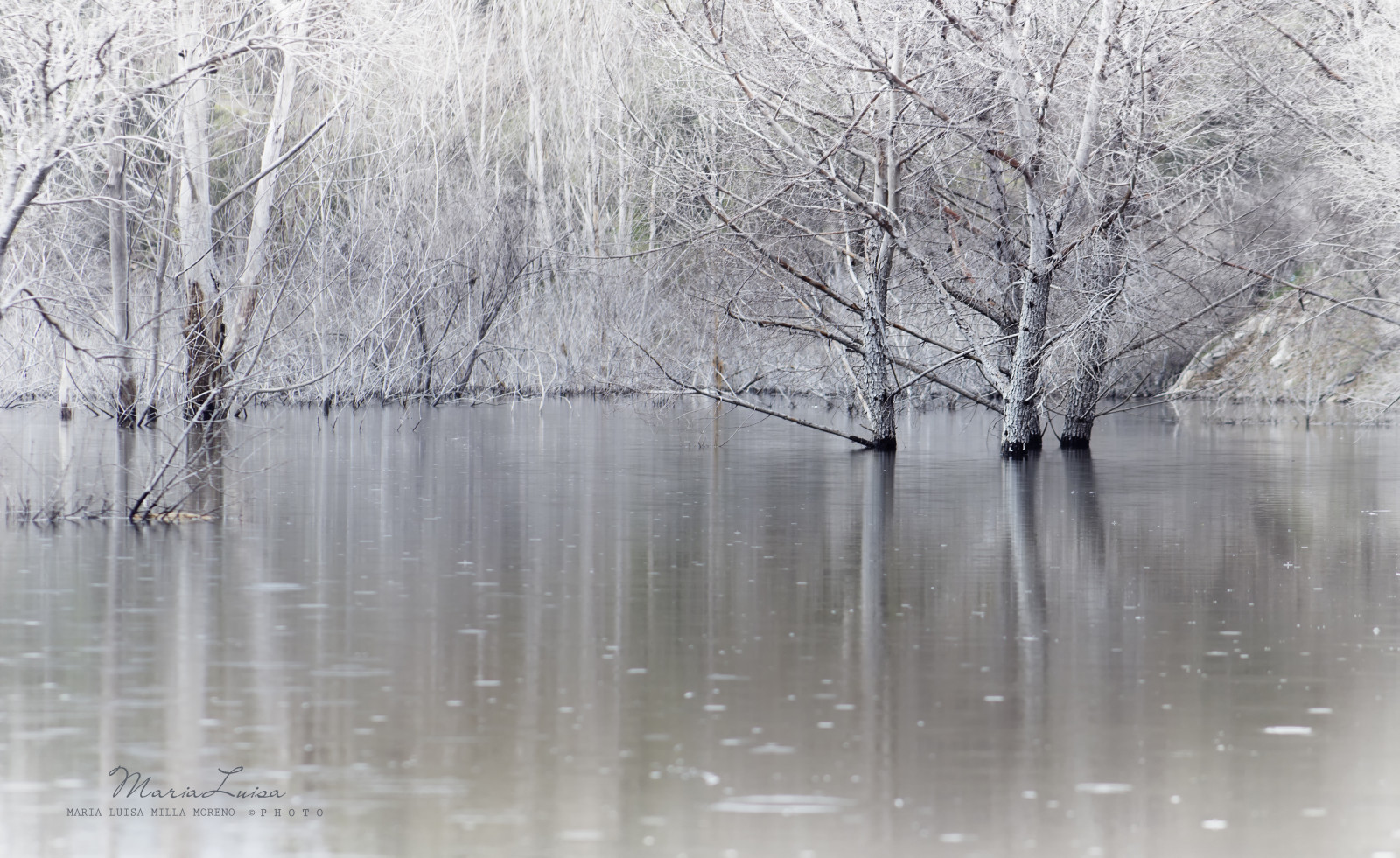 stromy, krajina, bílý, voda, odraz, sníh, zima, větev, led, večer, ráno, mlha, mráz, řeka, Šedá, zmrazení, Cordoba, světlo, strom, mlha, květ, počasí, rostlina, sezóna, větve, atmosférický jev, mrholení, guadiato