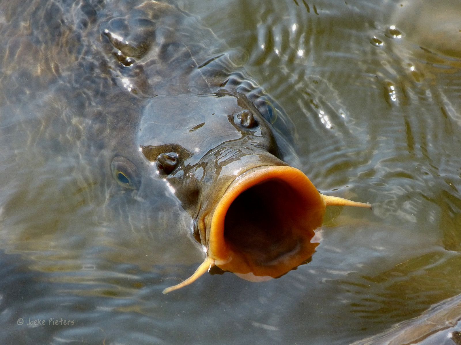 Příroda, Německo, deutschland, zoologická zahrada, kachna, divoká kachna, tierpark, eend, Duitsland, dierentuin, Wildpark, přírodní rezervace, Karper, Commoncarp, Anholterschweiz, thegalaxy, 1000883, ruby5, ruby15, panasonicdmcfz150, ruby20